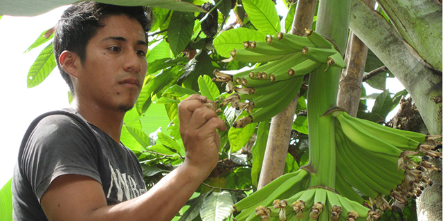 Bananenarbeiter bei UROCAL
